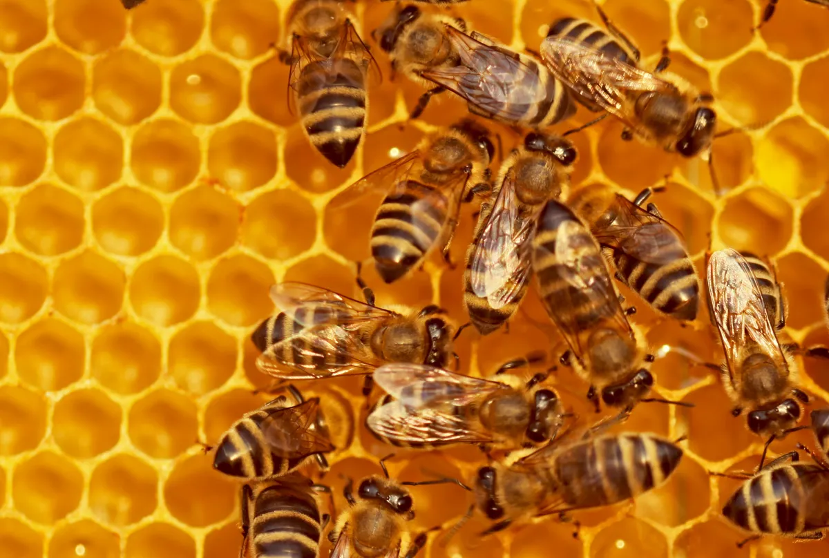 Beehiiv推出全新创作者工具：网络研讨会与定制付费墙