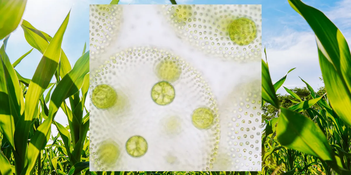 微生物肥料：绿色农业的新希望